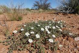 Image of Monsonia umbellata Harv.