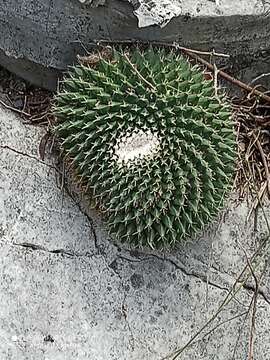 Image of Mammillaria roseoalba Boed.