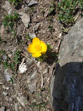 Image of Pulsatilla aurea (N. Busch) Juzepczuk