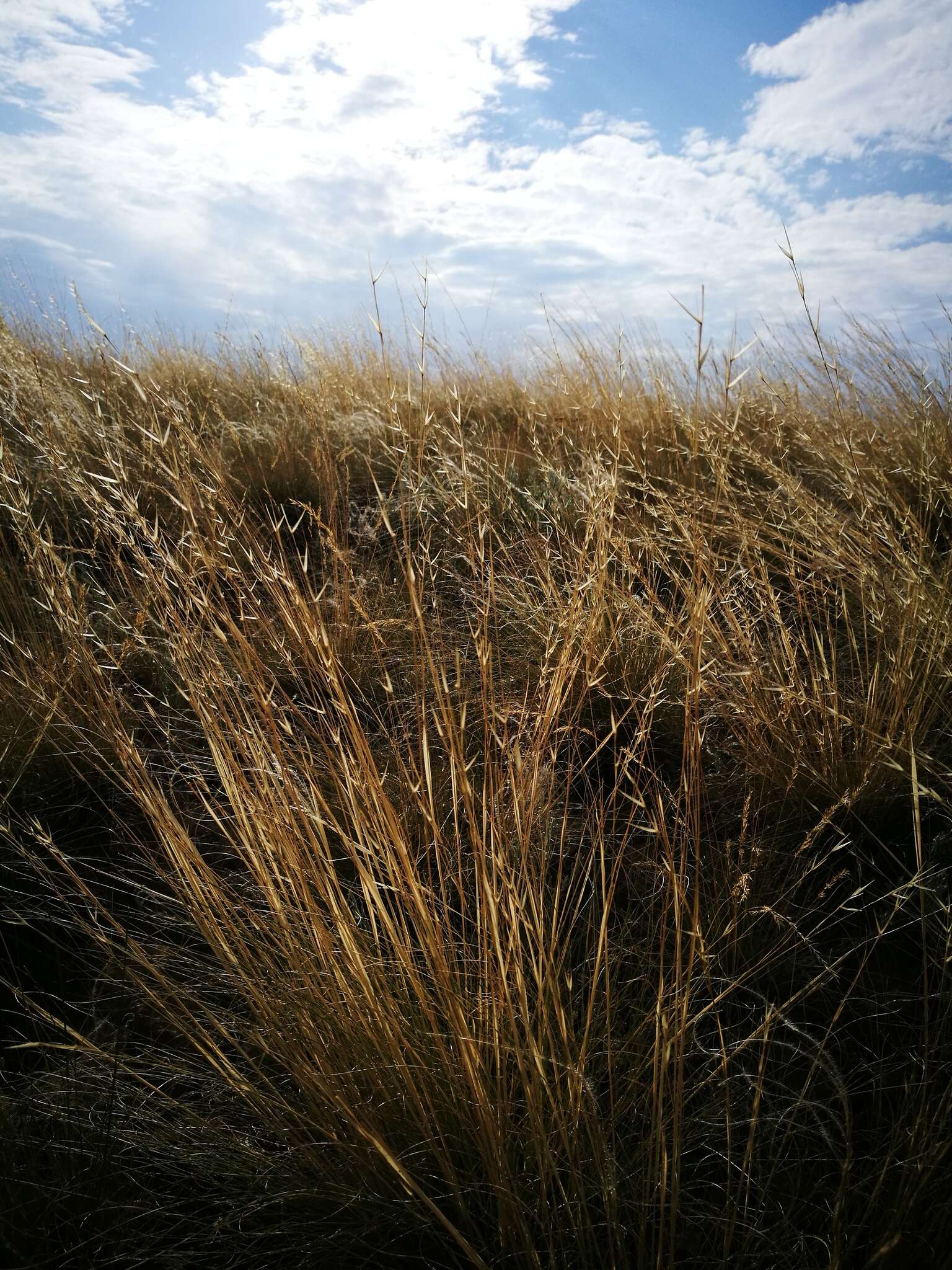 Image of Needle Grass