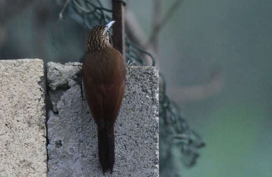 Image of Cocoa Woodcreeper