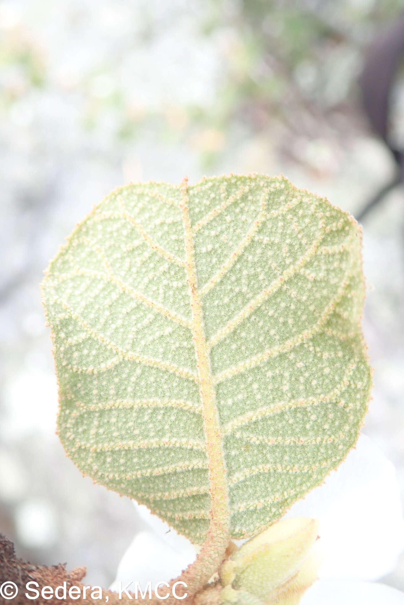 Image of Perrierodendron quartzitorum J.-F. Leroy, Lowry, Haev., Labat & G. E. Schatz