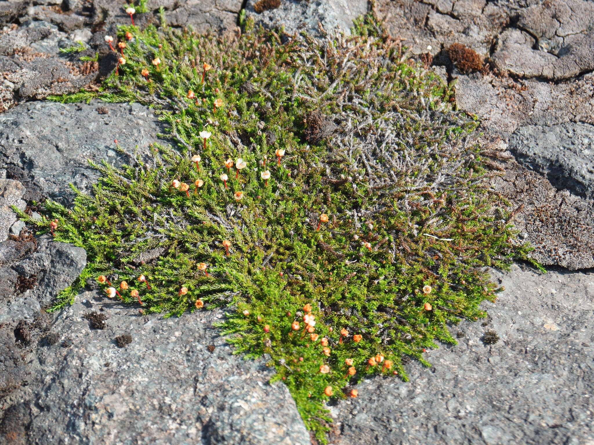 Imagem de Harrimanella hypnoides (L.) Coville