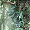 Image de Lemmaphyllum rostratum (Bedd.) Tag.