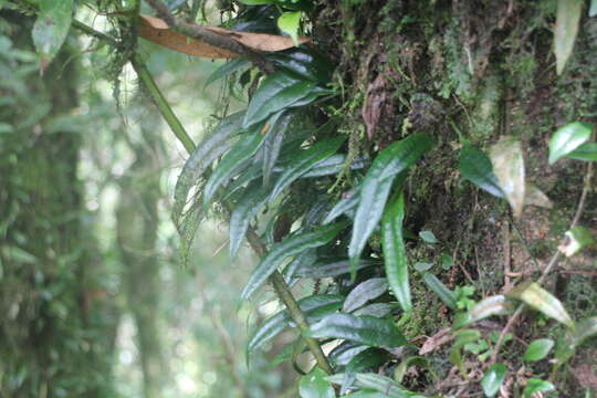 Plancia ëd Lemmaphyllum rostratum (Bedd.) Tag.