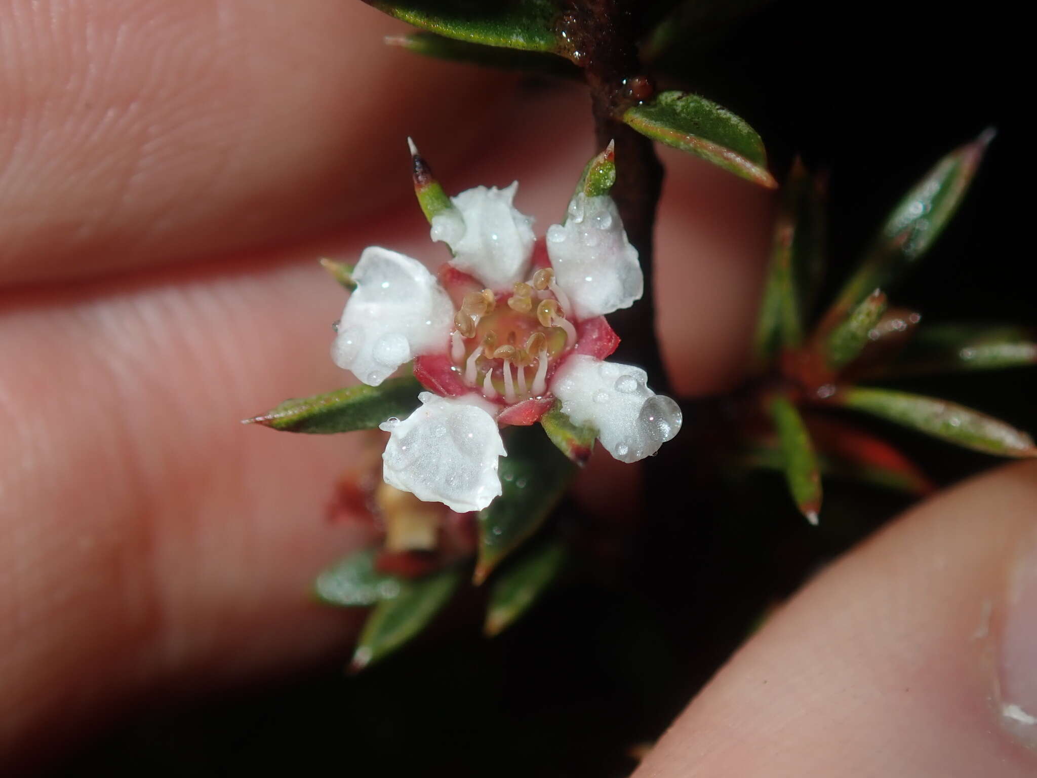 Image of Leptospermum arachnoides Gaertner