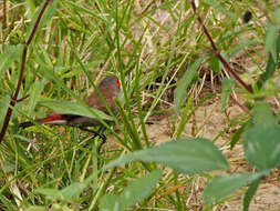 Image of Orange-cheeked Waxbill