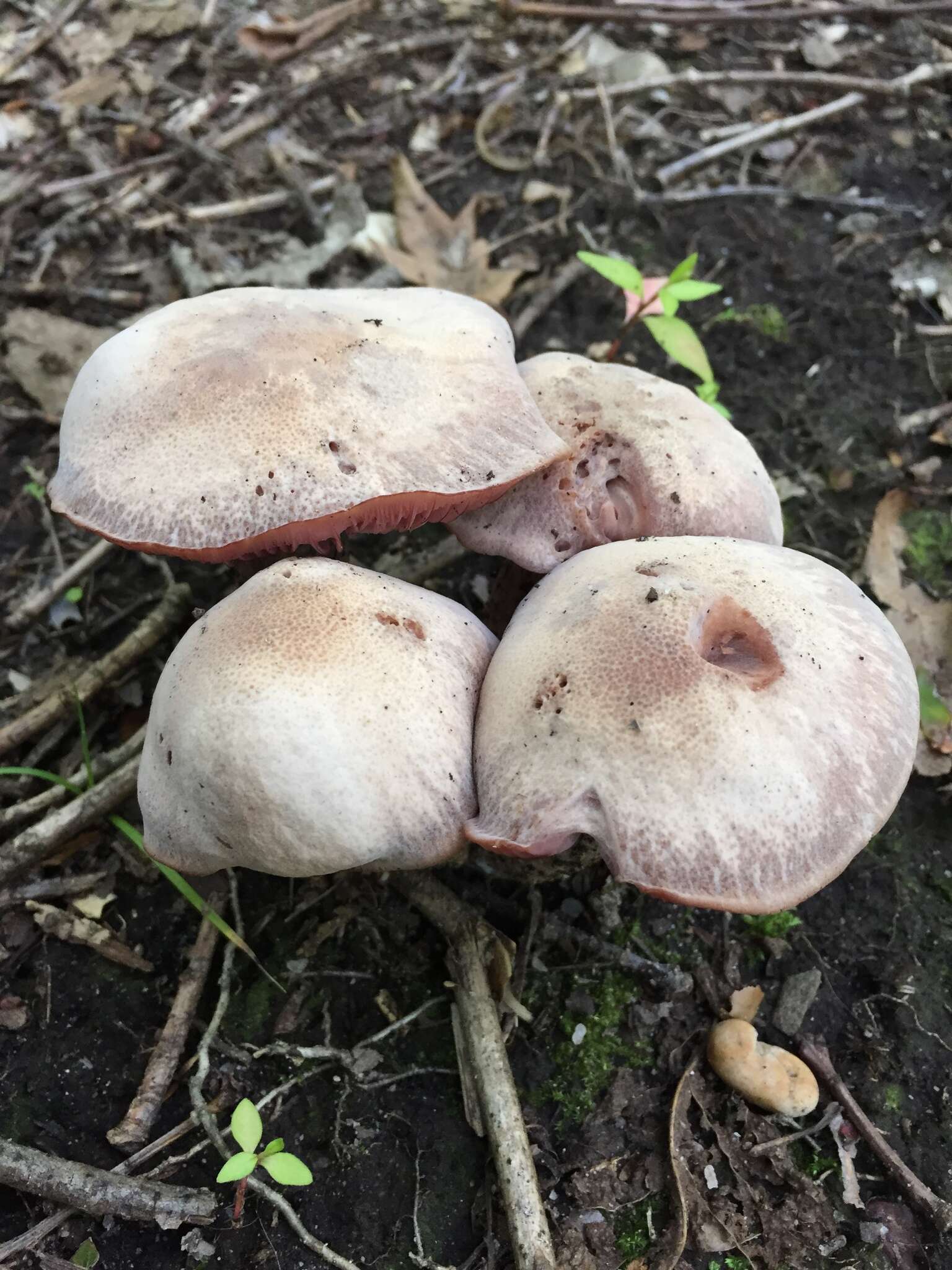 Image de Laccaria ochropurpurea (Berk.) Peck 1897