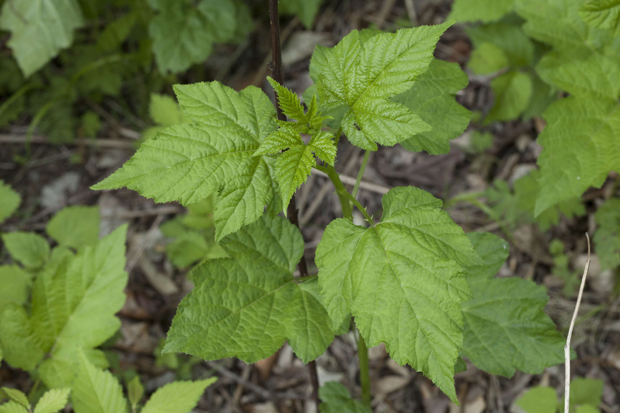 Слика од Rubus crataegifolius Bunge