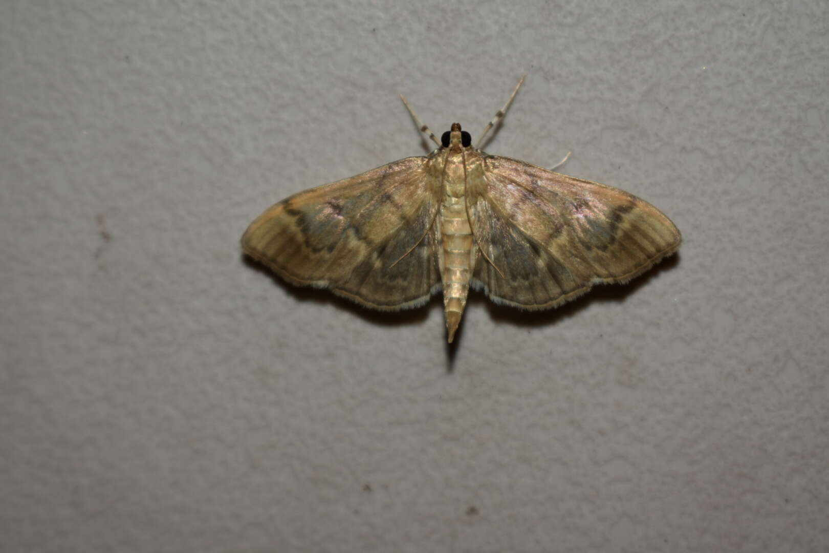 Image of Serpentine Webworm