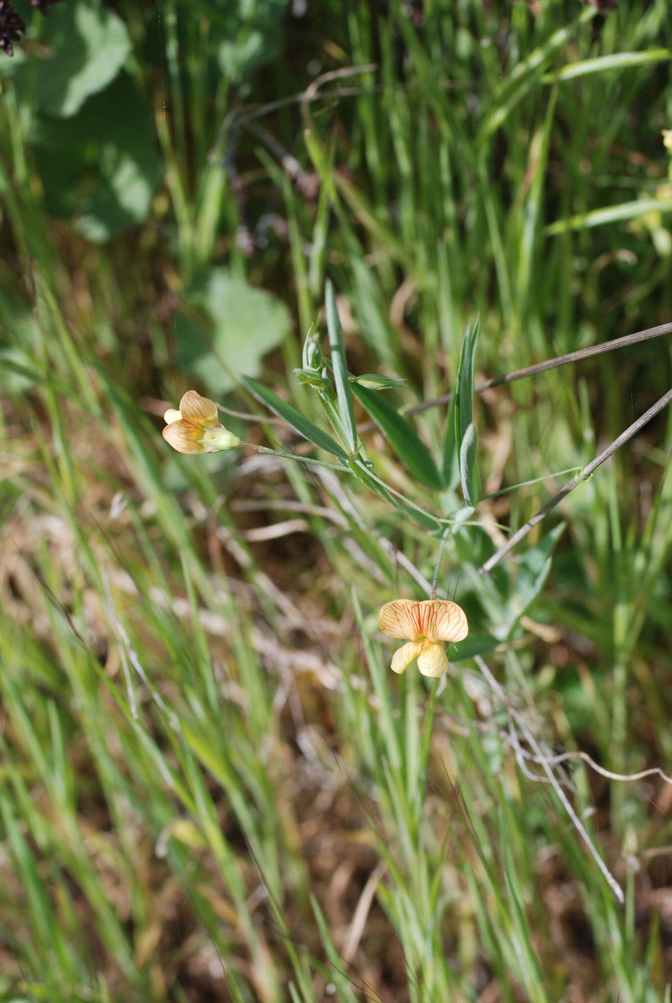 Imagem de Lathyrus annuus L.