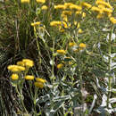 Image of Helichrysum albilanatum O. M. Hilliard