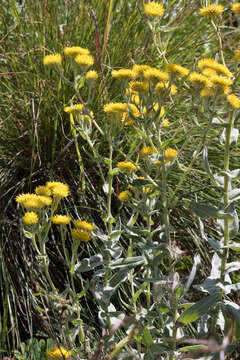 Image of Helichrysum albilanatum O. M. Hilliard