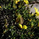 Image of Osteospermum oppositifolium (Ait.) T. Norl.