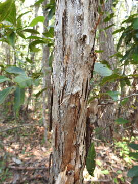 Image of Leptospermum whitei Cheel