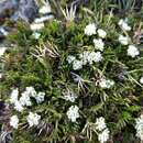 Слика од Chaerophyllum pulvinificum (F. Müll.) K. F. Chung