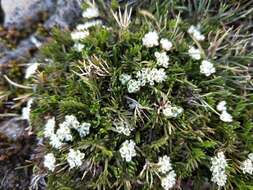 Image of Chaerophyllum pulvinificum (F. Müll.) K. F. Chung