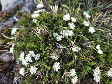 Imagem de Chaerophyllum pulvinificum (F. Müll.) K. F. Chung