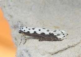 Image of Ethmia hagenella Chambers 1878