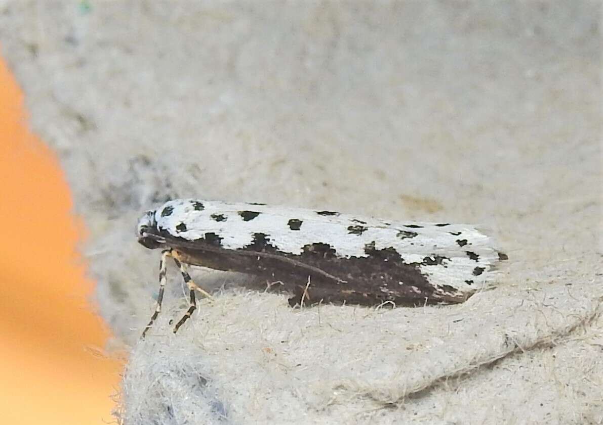 Image of Ethmia hagenella Chambers 1878