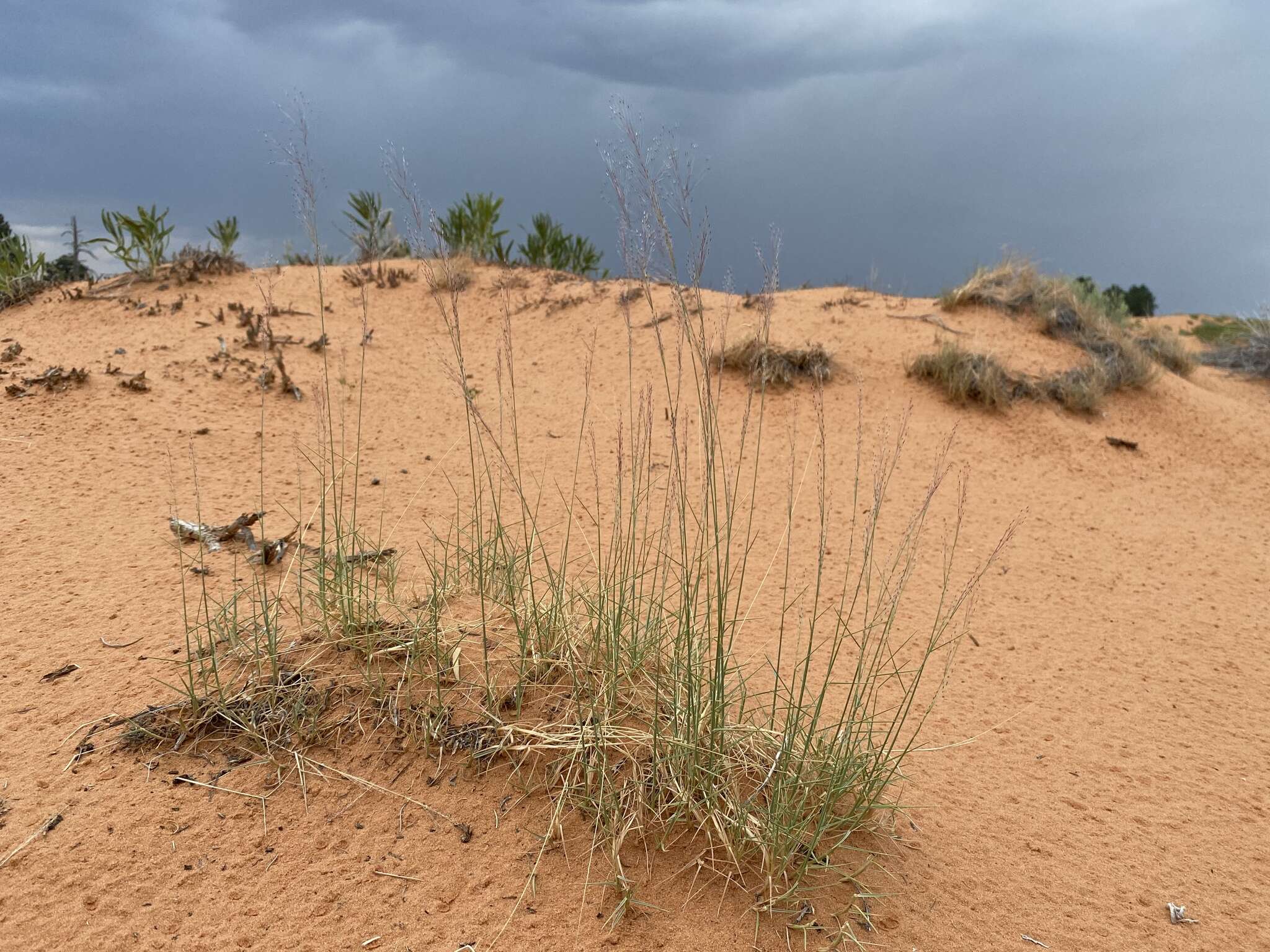 Imagem de Muhlenbergia pungens Thurb.