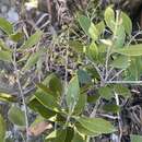 Image of Olea capensis subsp. enervis (Harv.) I. Verd.