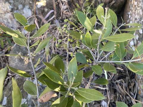 Image de Olea capensis subsp. enervis (Harv.) I. Verd.