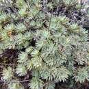 Image of Artemisia cuspidata Krasch.
