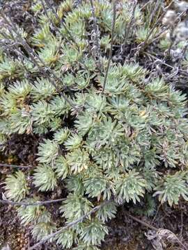 صورة Artemisia cuspidata Krasch.