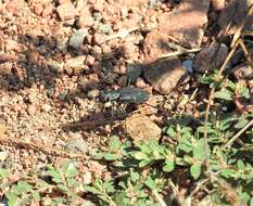 Image of Cicindela (Cicindelidia) obsoleta vulturina Le Conte 1853