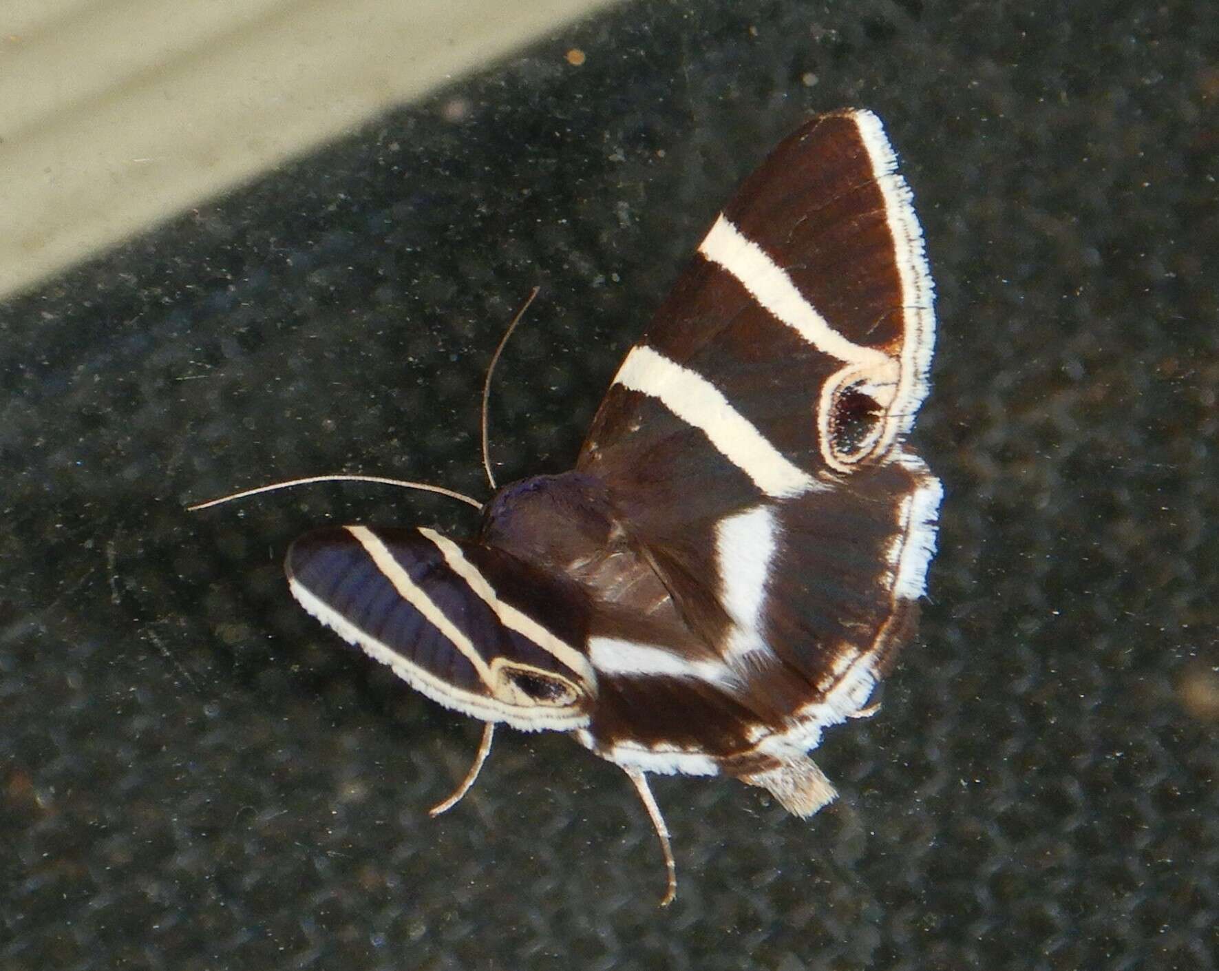 Image of Grammodes ocellata Tepper 1890