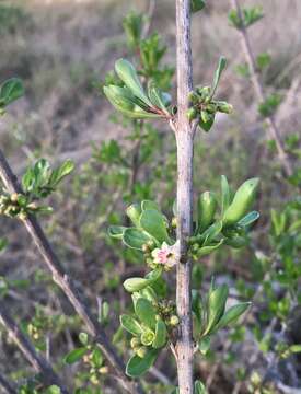 صورة Citharexylum lycioides D. Don