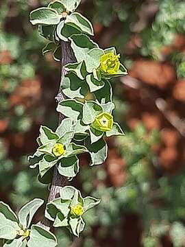 Слика од Euphorbia guerichiana Pax