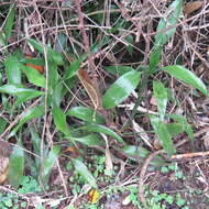 Image de Dracaena sanderiana Mast.