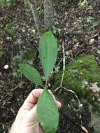 Image of buckthorn bully