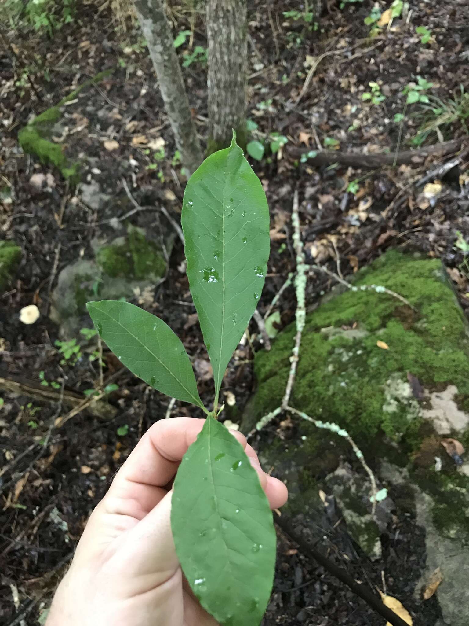 Image of buckthorn bully