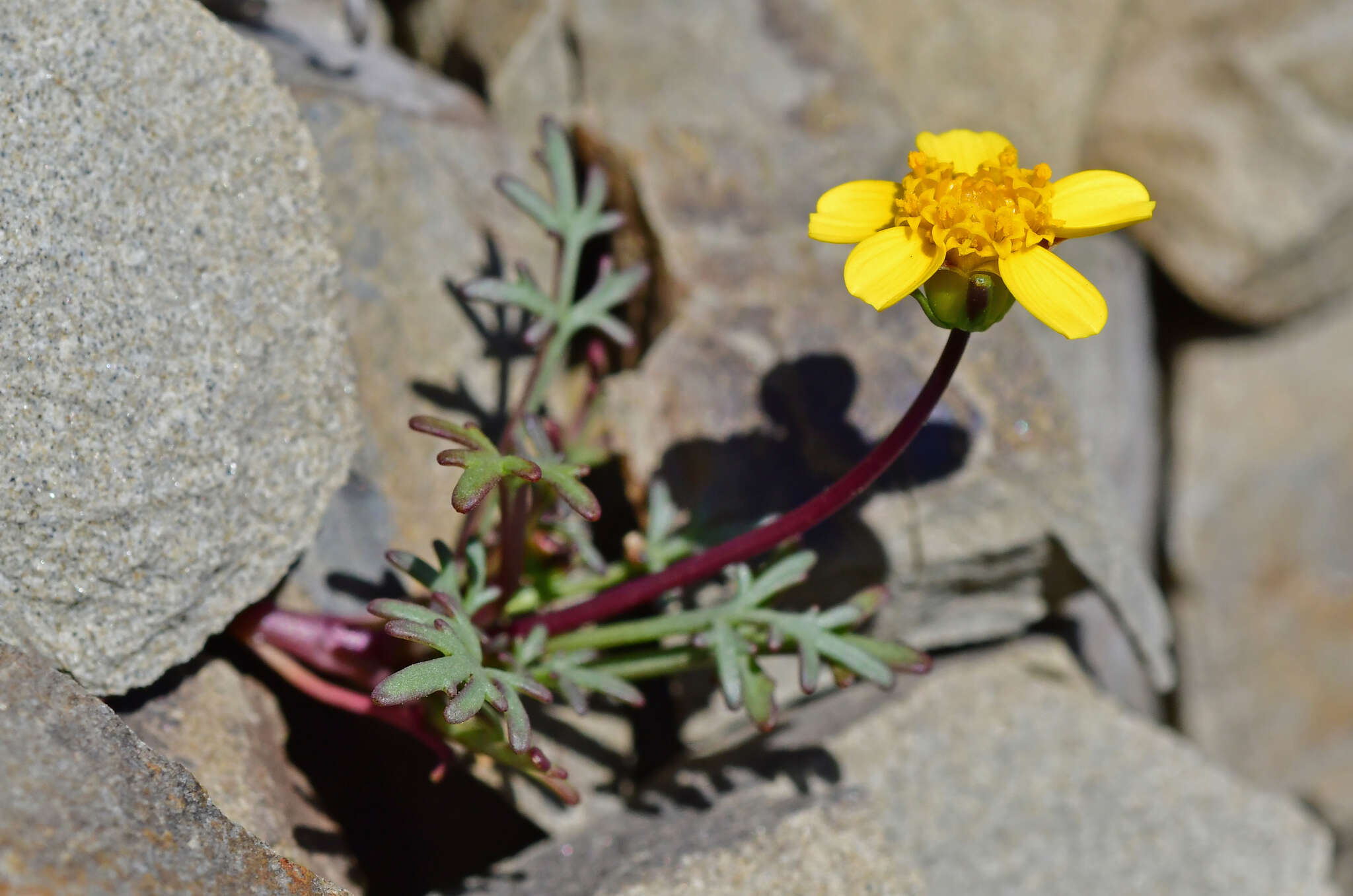 Image of Mt. Hamilton tickseed