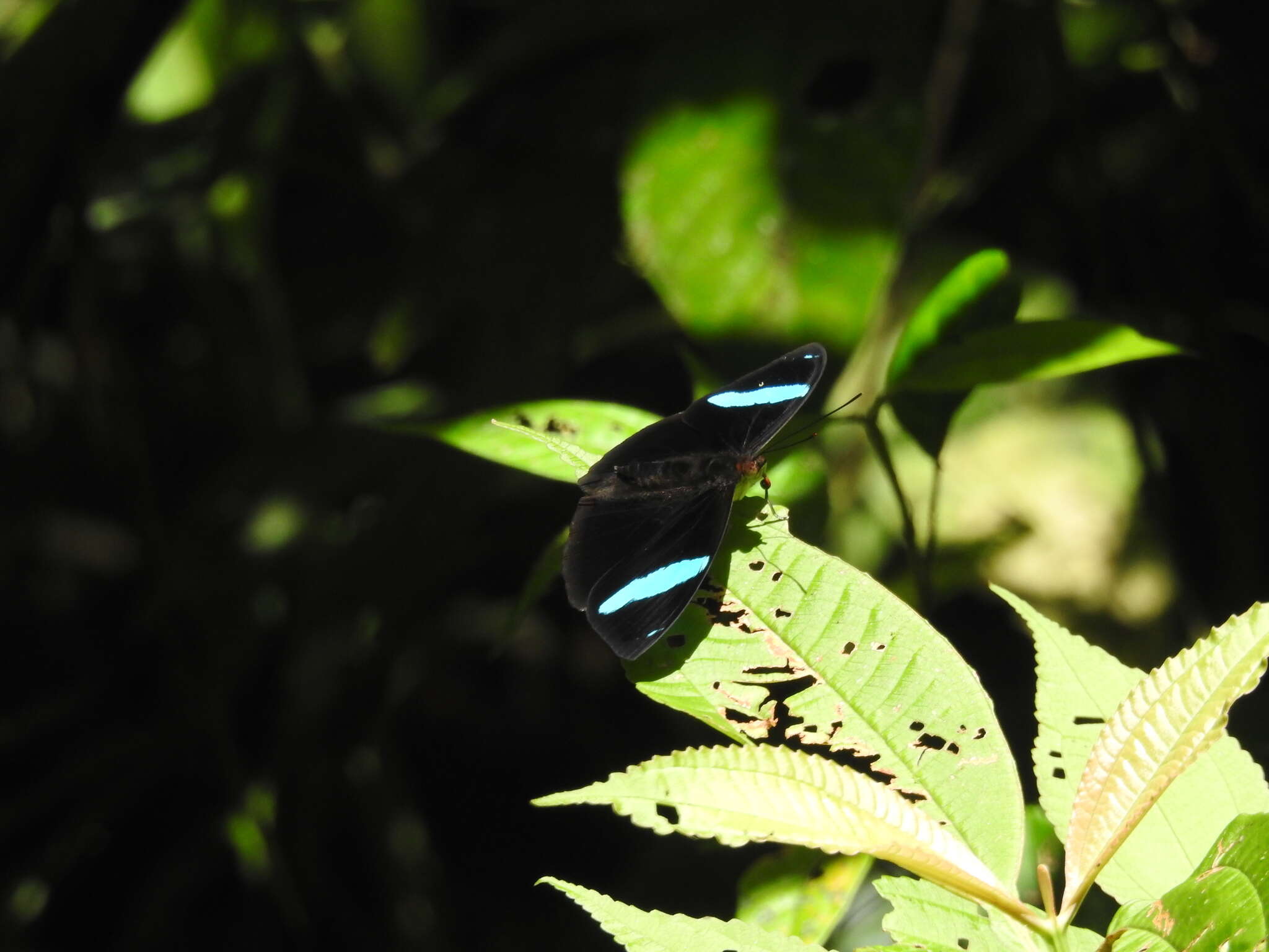 Image of Nessaea aglaura Doubleday (1848)