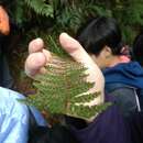 Image of Dryopteris peranema Li Bing Zhang