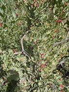 Image of Coastal tannin-bush