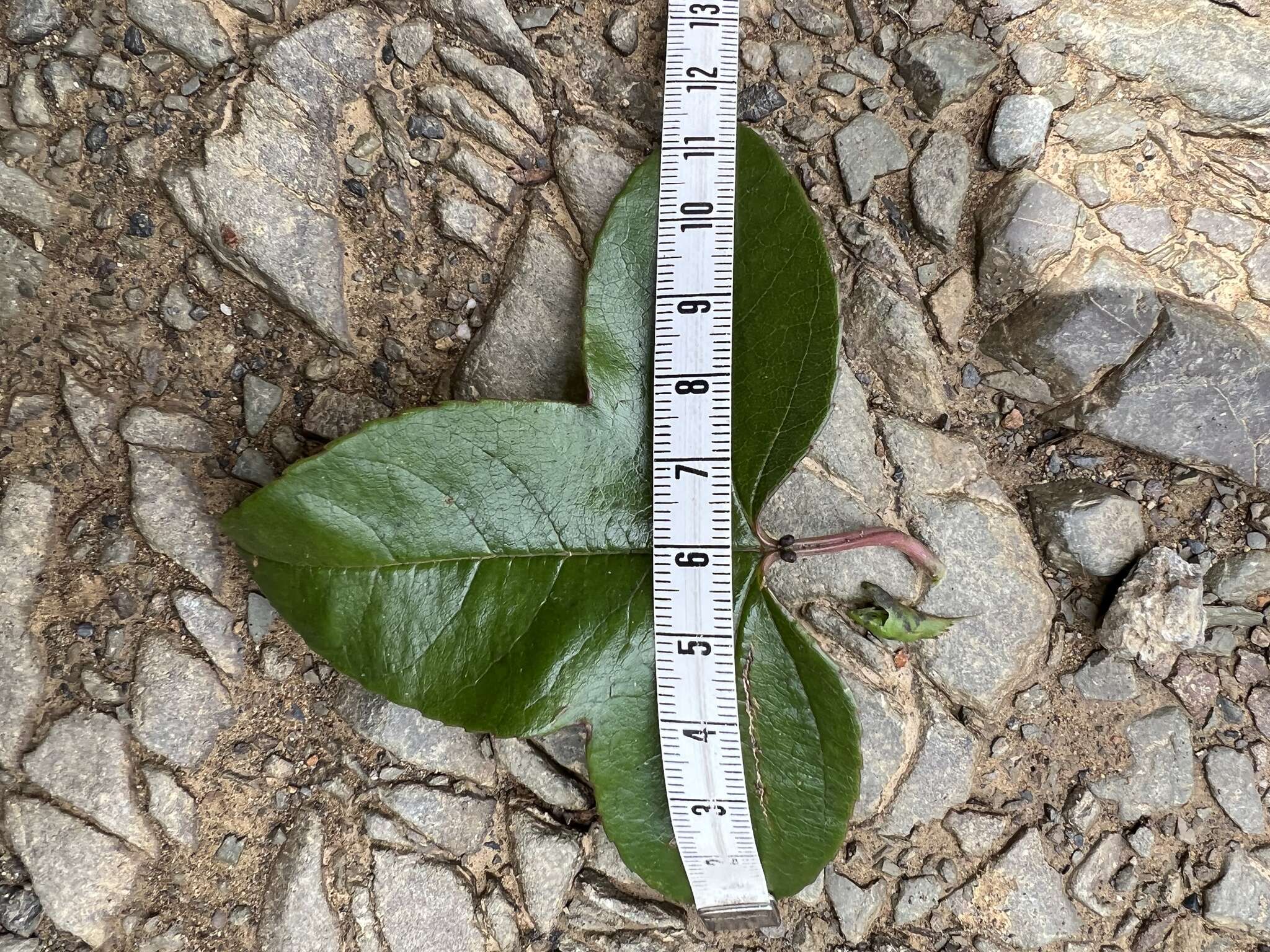 Слика од Passiflora cumbalensis var. goudotiana (Triana & Planchon) L. K. Escobar