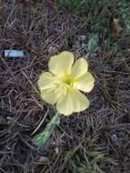 Imagem de Oenothera parodiana Munz