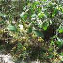 Image of Bursaria tenuifolia F. M. Bailey