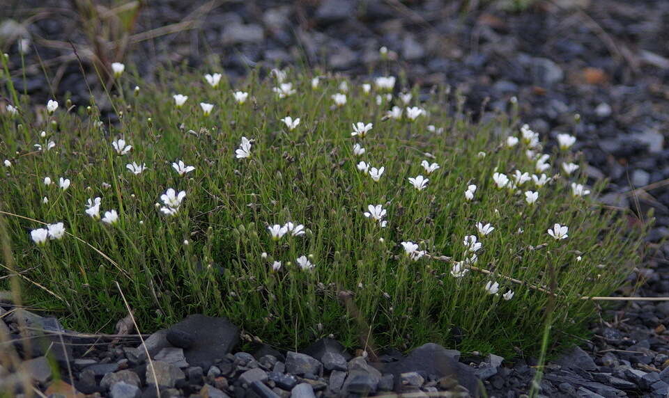 Plancia ëd Cherleria obtusiloba (Rydb.) A. J. Moore & Dillenb.