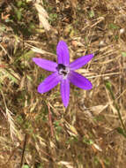 Sivun Brodiaea insignis (Jeps.) Niehaus kuva