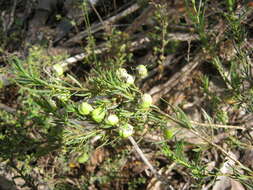 Image de Pigea floribunda (Lindl.) Lindl.
