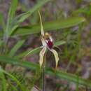 Image of Caladenia hoffmanii Hopper & A. P. Br.