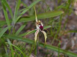 Image of Caladenia hoffmanii Hopper & A. P. Br.