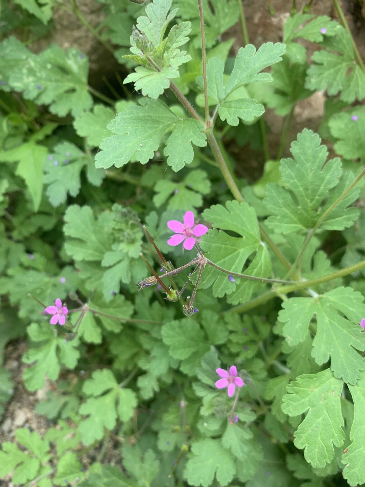 Image of Erodium chium (Burm. fil.) Willd.