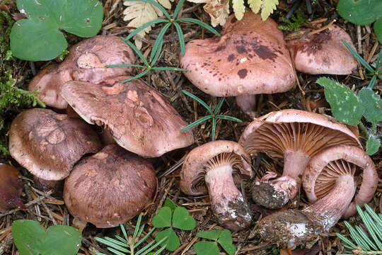 Image of Hygrophorus erubescens (Fr.) Fr. 1838